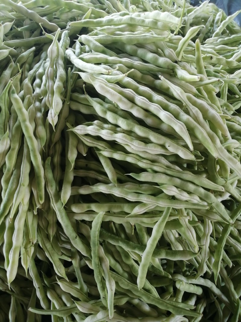 大量芸豆上市