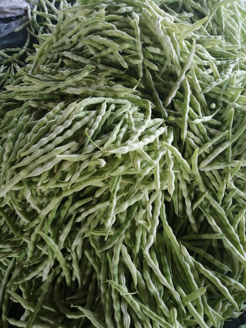 大量芸豆上市