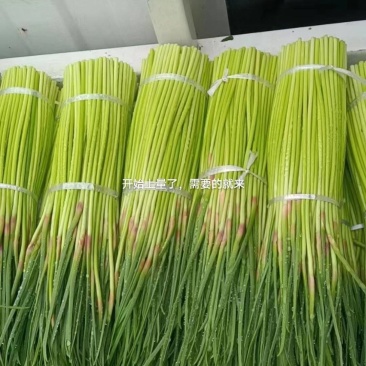 芝麻洼蒜苔大量上市，价廉物美