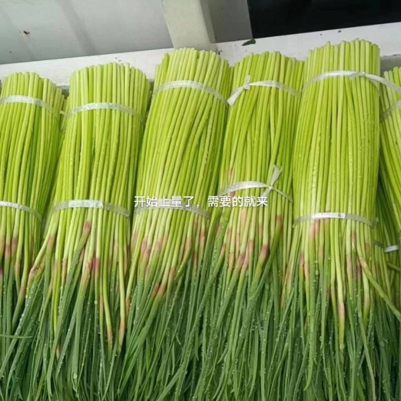 芝麻洼蒜苔大量上市，价廉物美