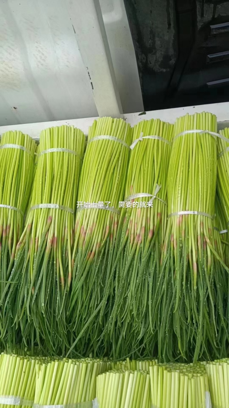 芝麻洼蒜苔大量上市，价廉物美