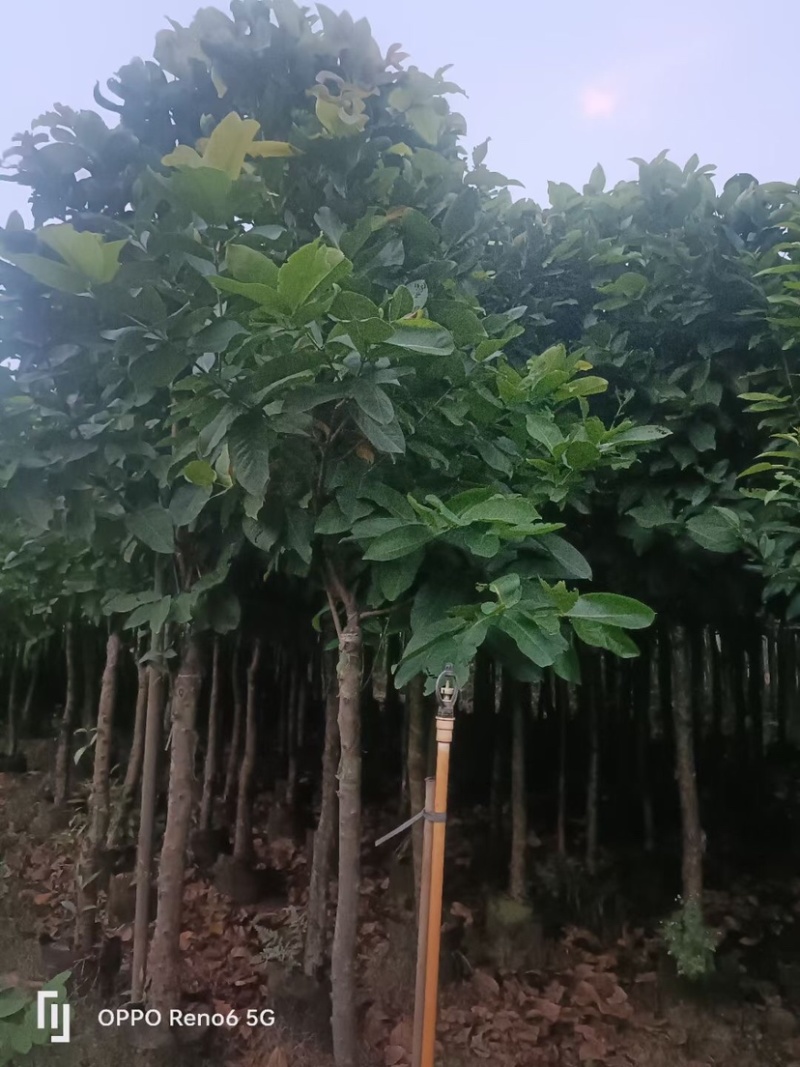 莲雾5-8公分