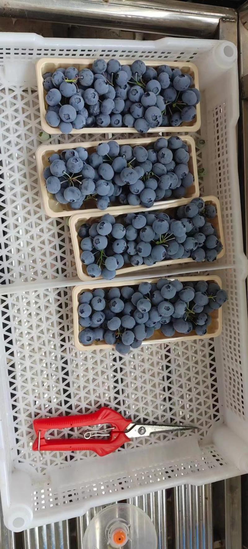 蓝莓，丹东优瑞卡，蓝枫，杜克，H5，L.L25*宝石云雀