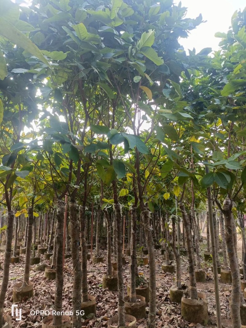 莲雾树（洋蒲桃）5-7公分