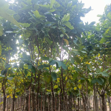 莲雾树（洋蒲桃）5-7公分
