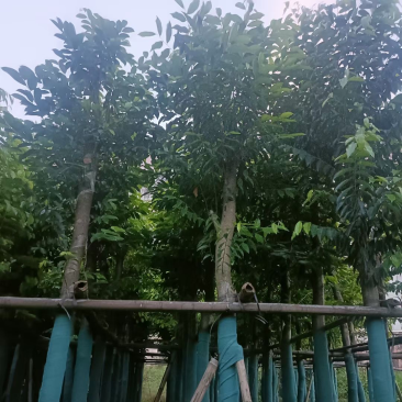 沉香树8-12公分