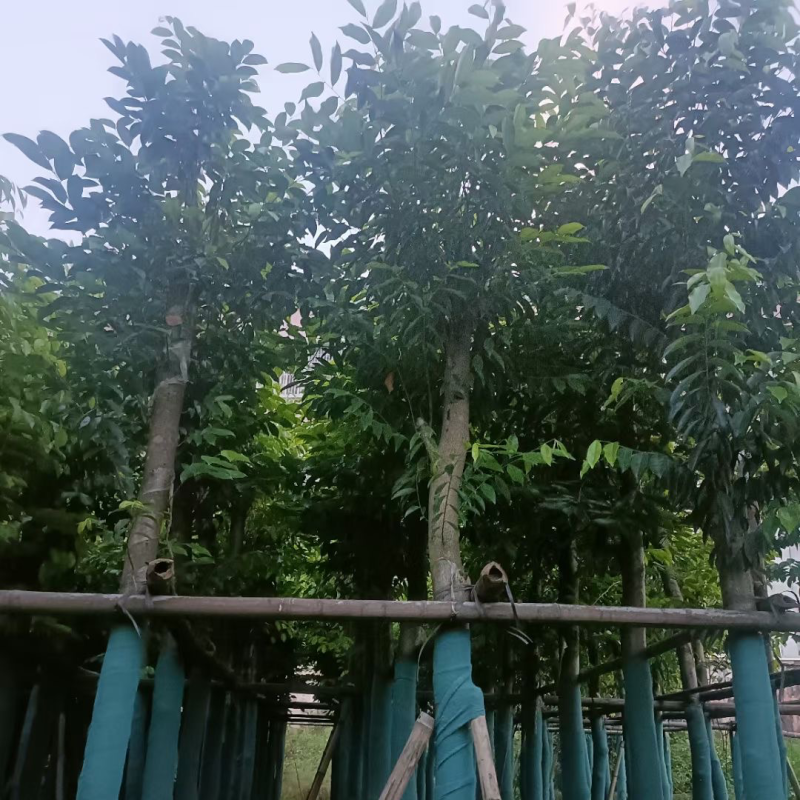 沉香树8-12公分