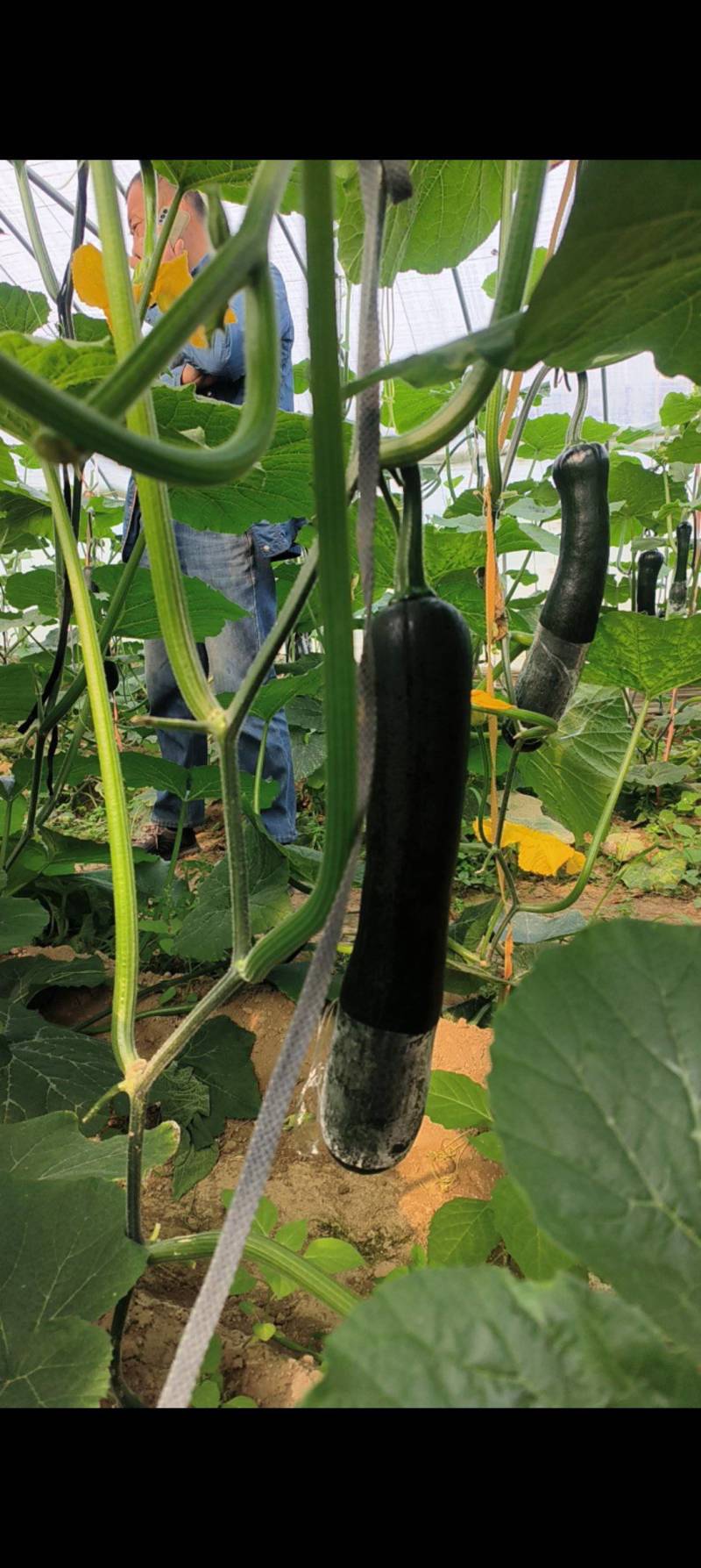 黑皮南瓜，大棚种殖，货源充足，基地直供，保证质量