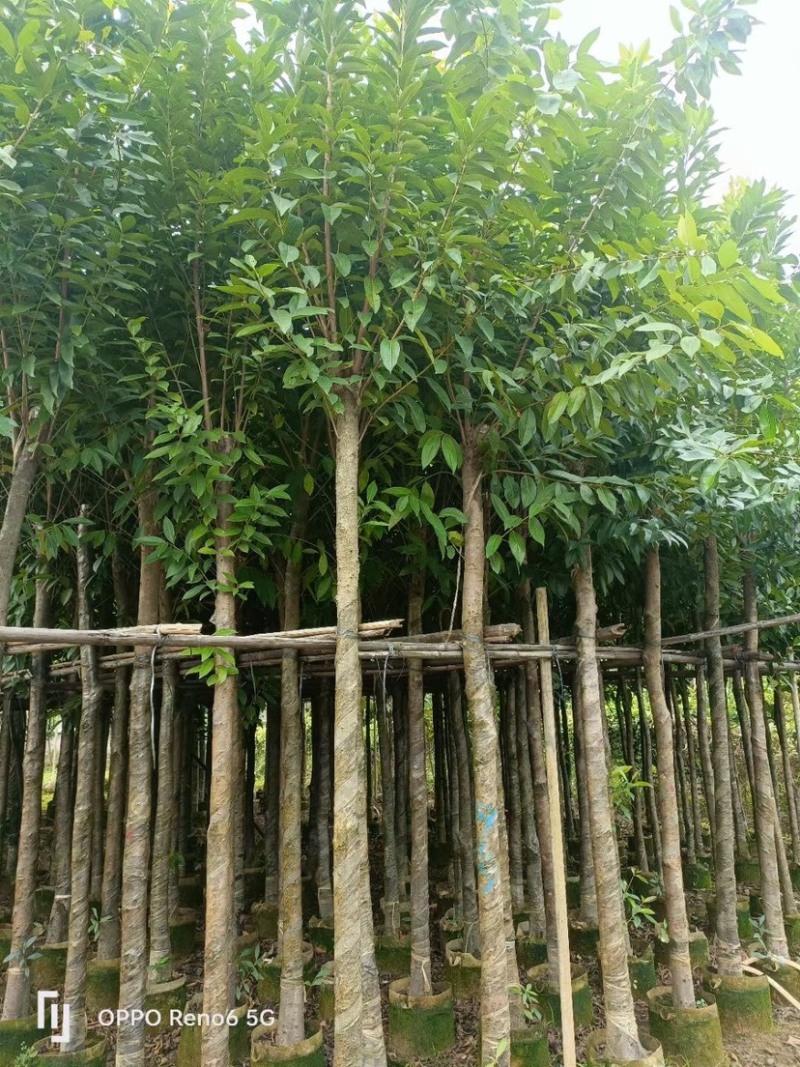 海南葡萄树8～15公分
