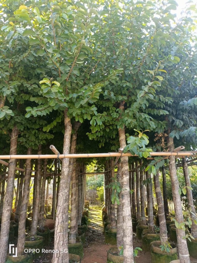 海南葡萄树8～15公分