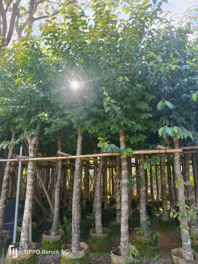 海南葡萄树8～15公分