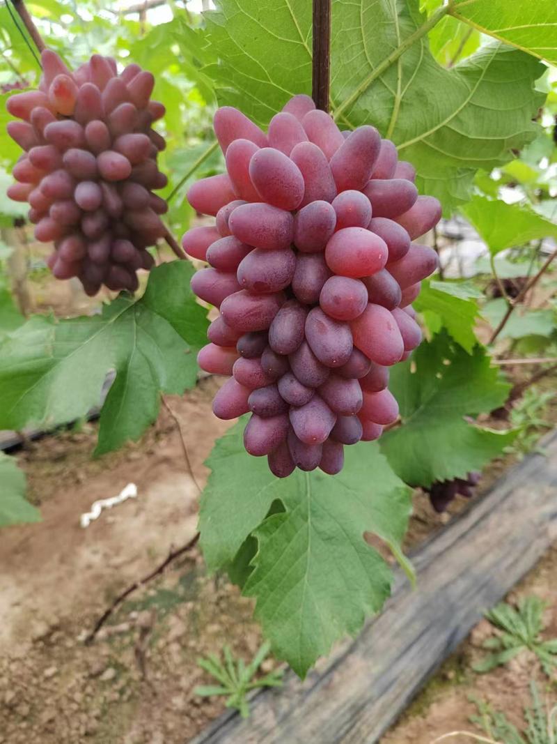 茉莉香葡萄
