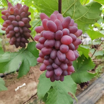 茉莉香葡萄现在量大有需要的老板联系