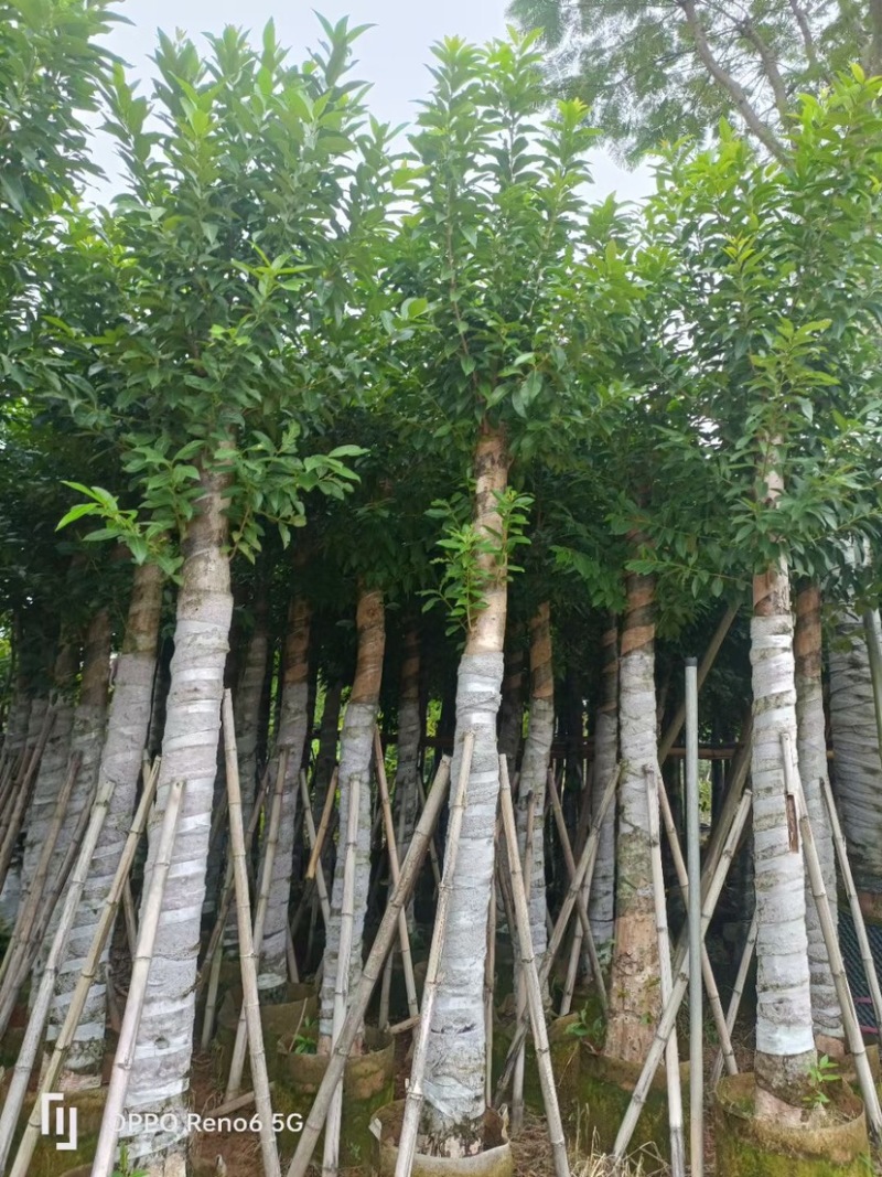 水翁树5～20公分