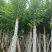 水翁树5～20公分