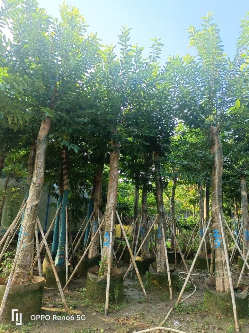 水翁树5～20公分