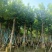 水翁树5～20公分