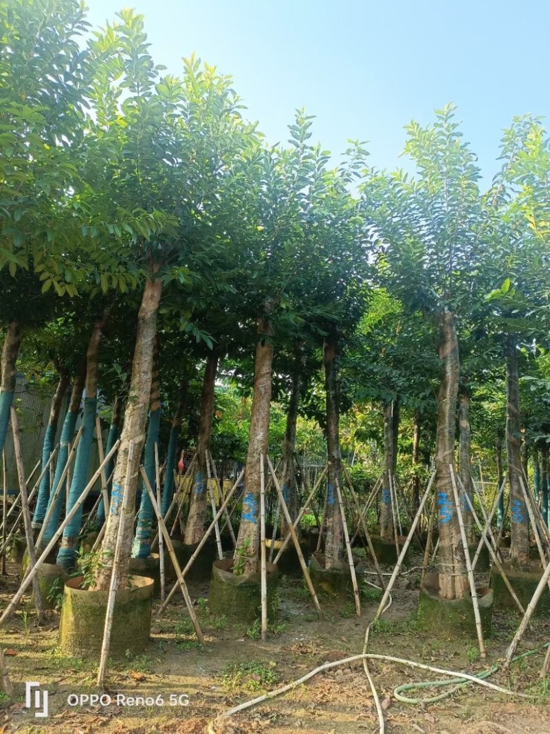 水翁树5～20公分