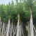 水翁树5～20公分