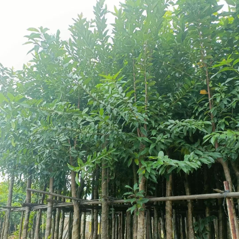 水翁树5～20公分