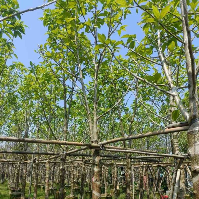白玉兰8-10公分