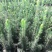 蓝山小苗杯苗定植苗。东北货源耐寒成活率高，欢迎洽谈。