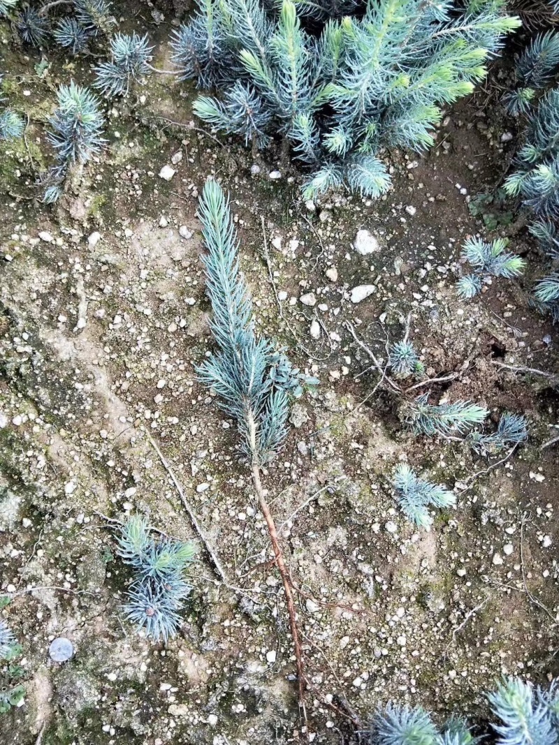 蓝山小苗杯苗定植苗。东北货源耐寒成活率高，欢迎洽谈。