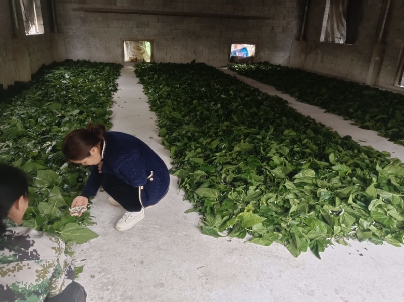 24年第一批蚕宝宝准备吐丝啦，新鲜蚕茧上市