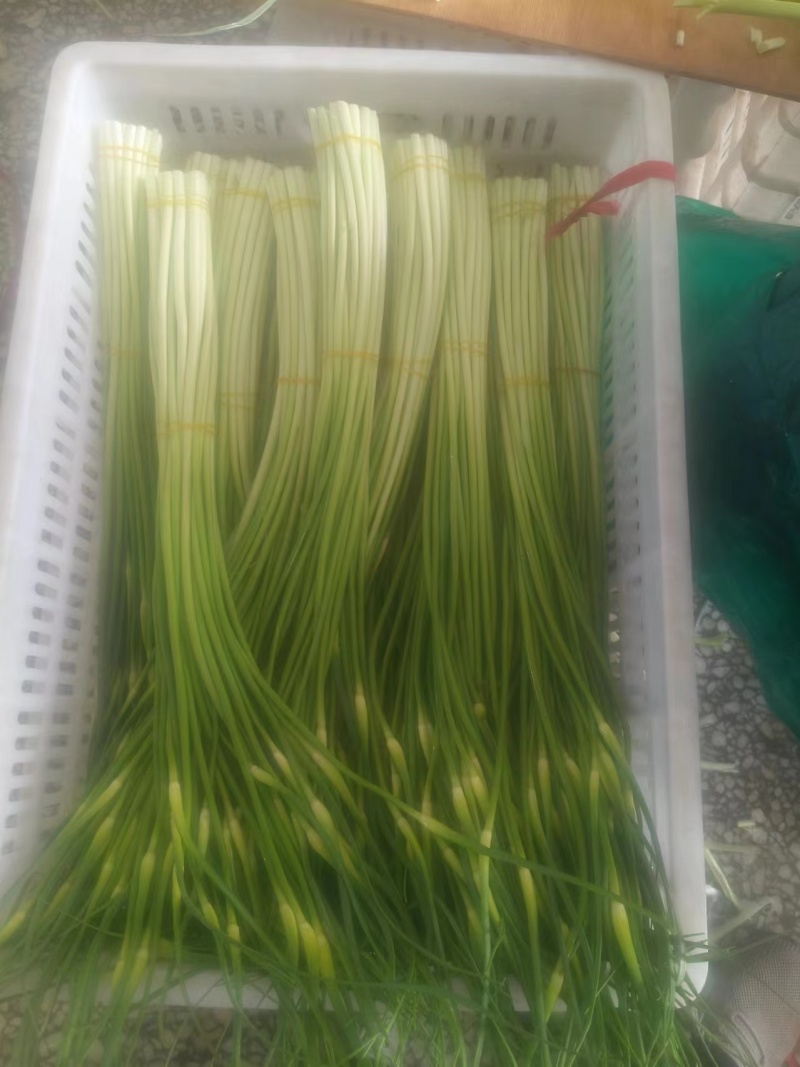 【白帽蒜苔】红帽江苏蒜苔产地货源物美价廉可视频看货
