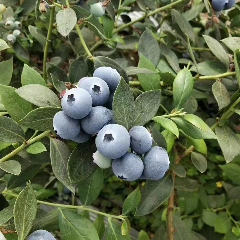 山东大棚蓝莓大量上市了，欢迎前来选购合作