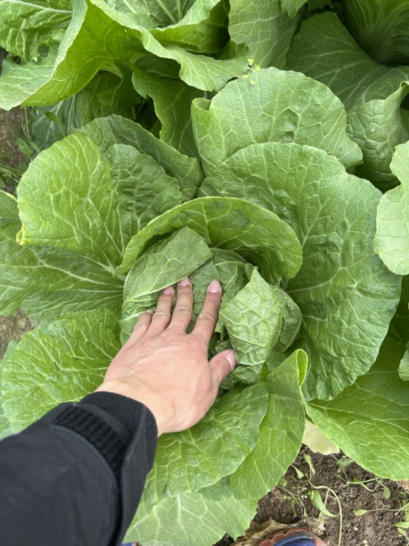 河南白菜通许【白菜】大白菜黄心白菜品质保障欢迎来电咨询