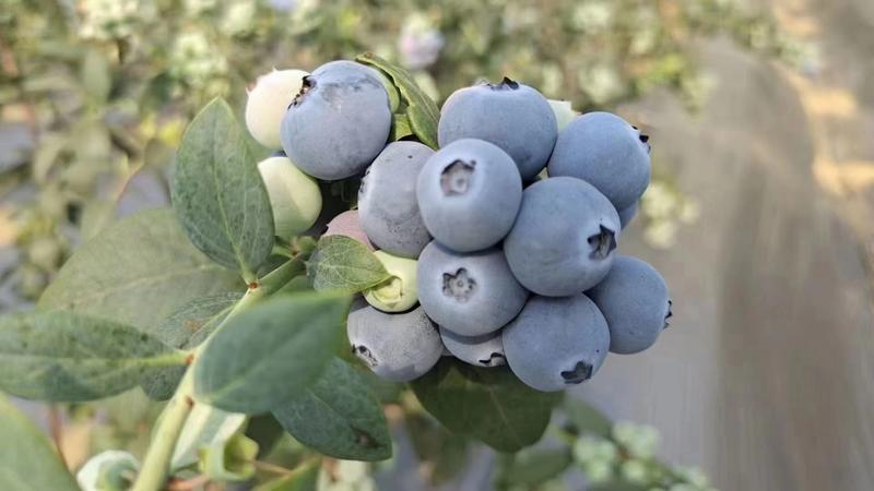 山东大棚蓝莓大量上市了，欢迎前来选购合作
