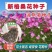 波斯菊种子，格桑花种子，七彩四季开花室外易活野花组合花卉