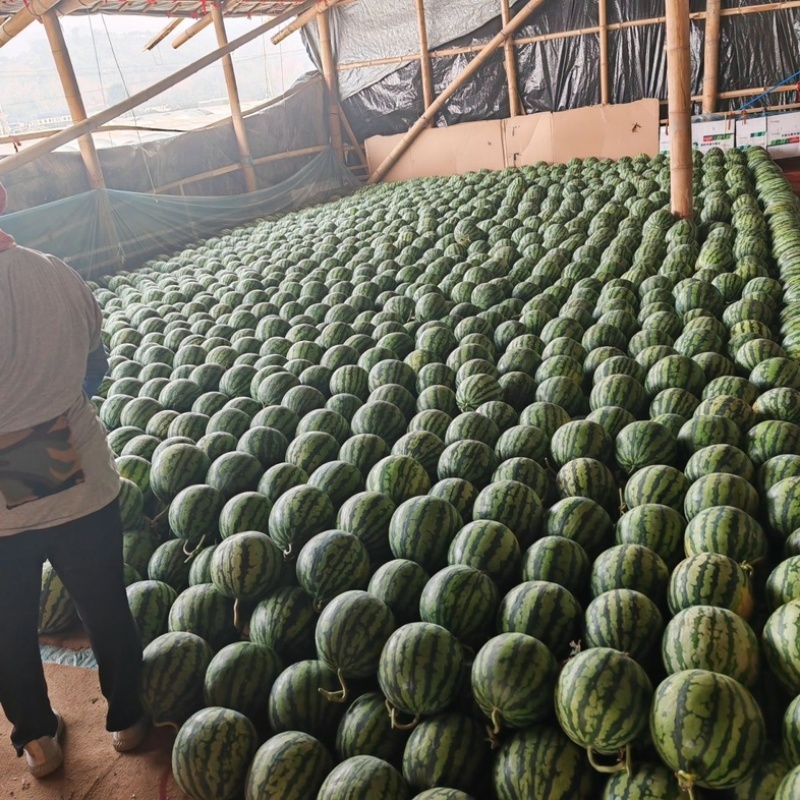 【精品美都西瓜】河南夏邑麒麟瓜产地直供质量保证