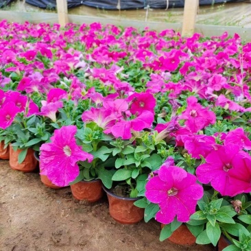 牵牛花#矮牵牛#求购矮牵牛#矮牵牛杯苗#青州矮牵牛