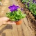 牵牛花#矮牵牛#求购矮牵牛#矮牵牛杯苗#青州矮牵牛