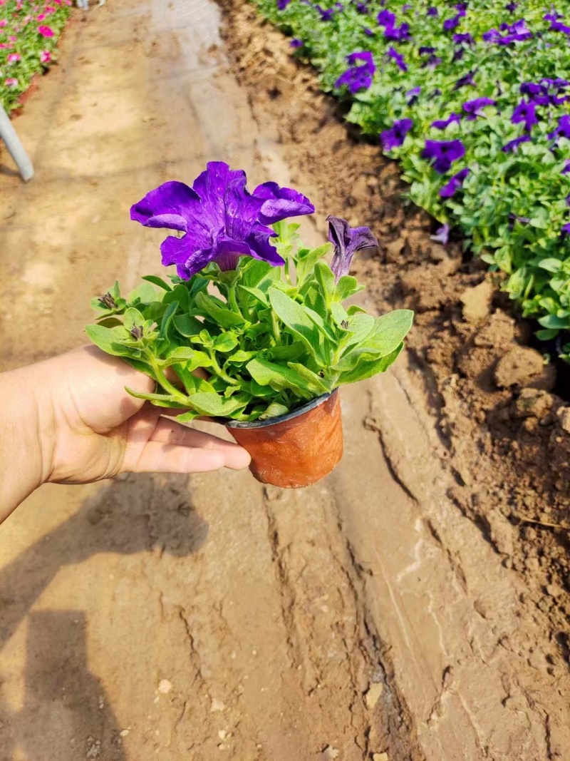 牵牛花#矮牵牛#求购矮牵牛#矮牵牛杯苗#青州矮牵牛