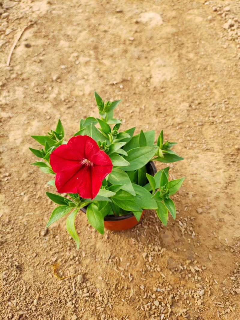 牵牛花#矮牵牛#求购矮牵牛#矮牵牛杯苗#青州矮牵牛