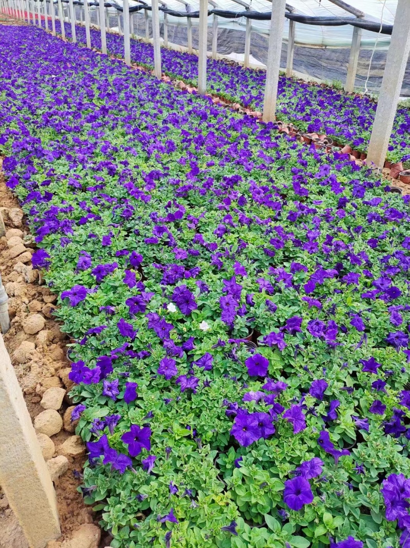 牵牛花#矮牵牛#求购矮牵牛#矮牵牛杯苗#青州矮牵牛