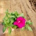 牵牛花#矮牵牛#求购矮牵牛#矮牵牛杯苗#青州矮牵牛