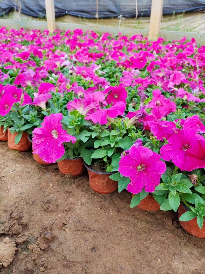 牵牛花#矮牵牛#求购矮牵牛#矮牵牛杯苗#青州矮牵牛