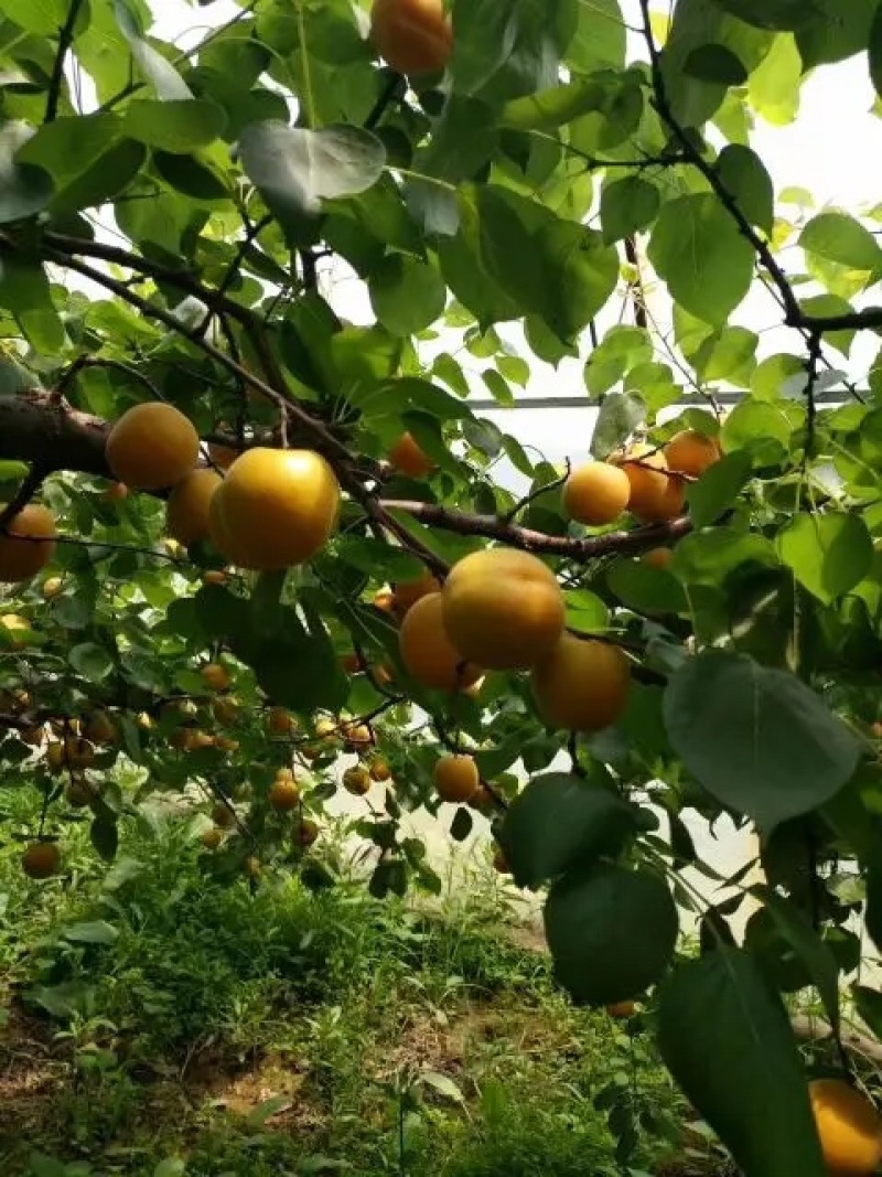 [实力推荐]陕西大荔县本地金太阳杏大量有货欢迎咨询