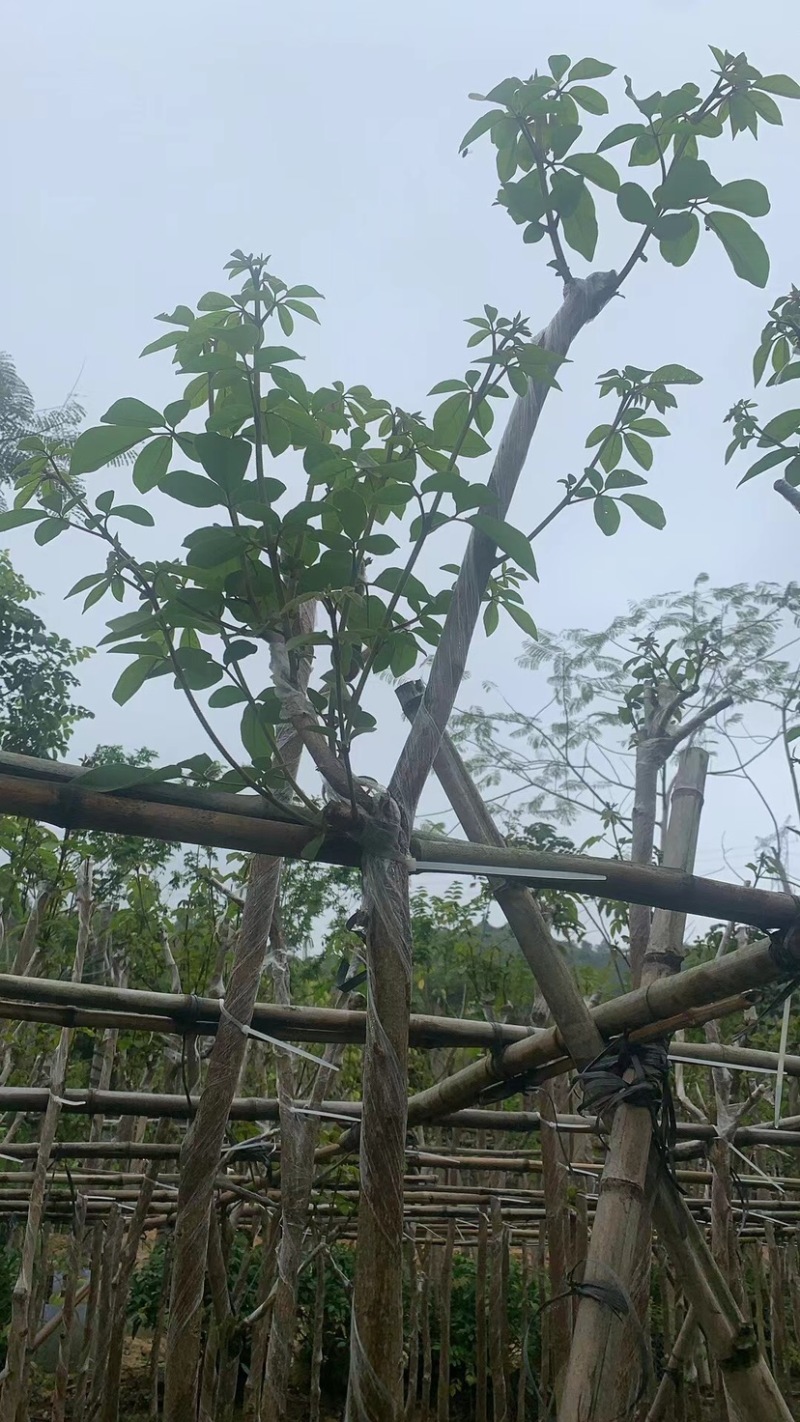 多花/少花黄花风铃木3～8公分