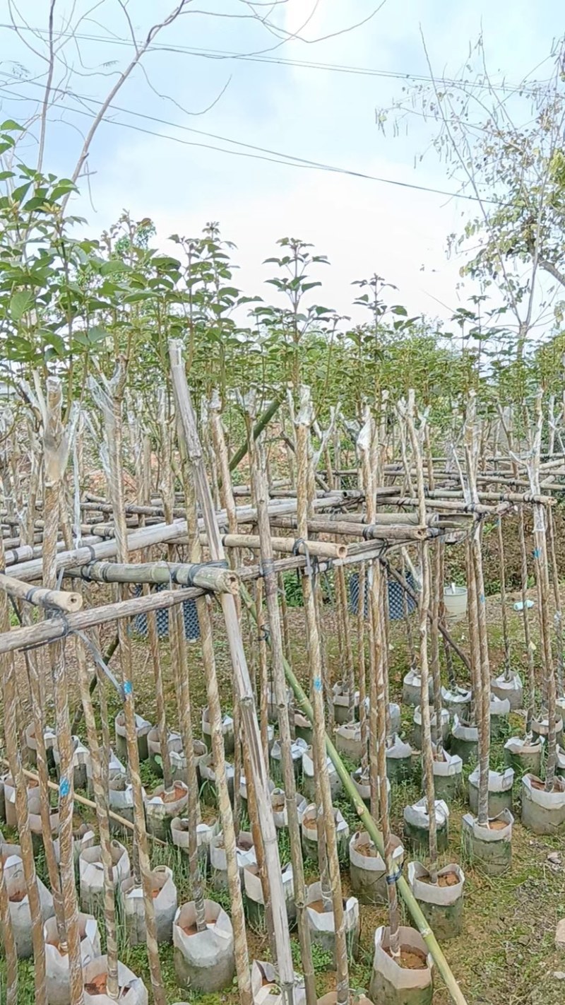 多花/少花黄花风铃木3～8公分