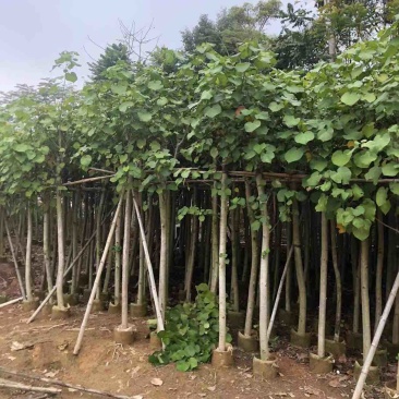 黄槿2～20公分