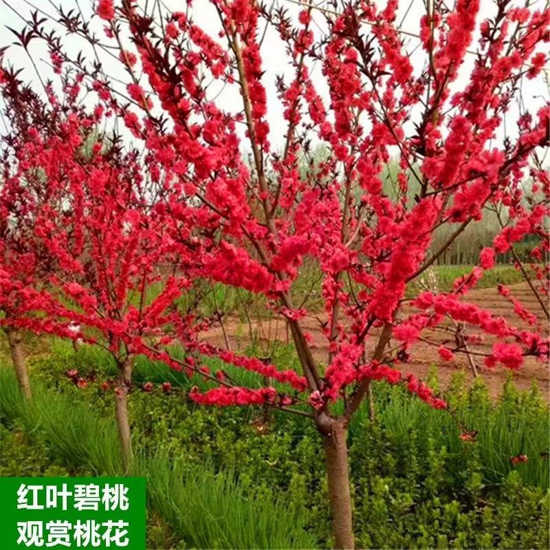 碧桃树，紫叶碧桃红叶碧桃2-15公分规格多