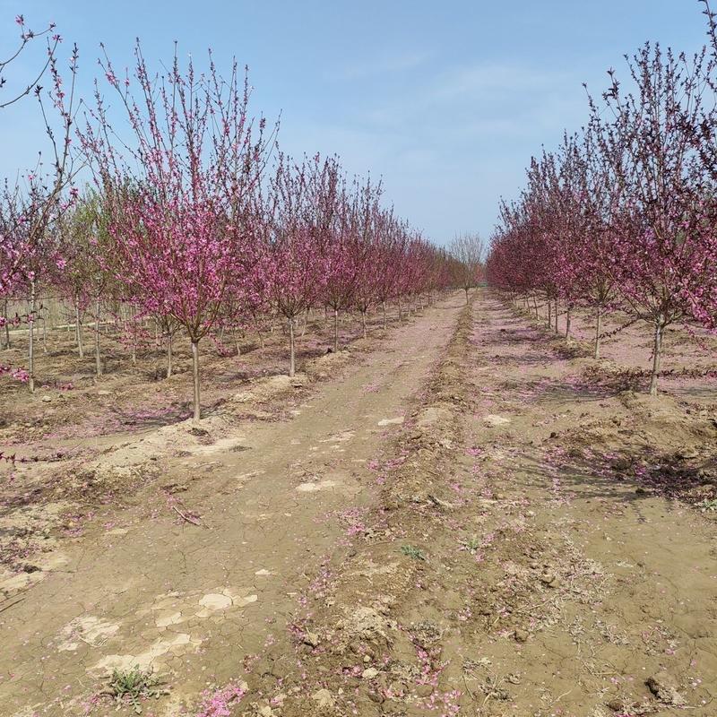 碧桃树，紫叶碧桃红叶碧桃2-15公分规格多