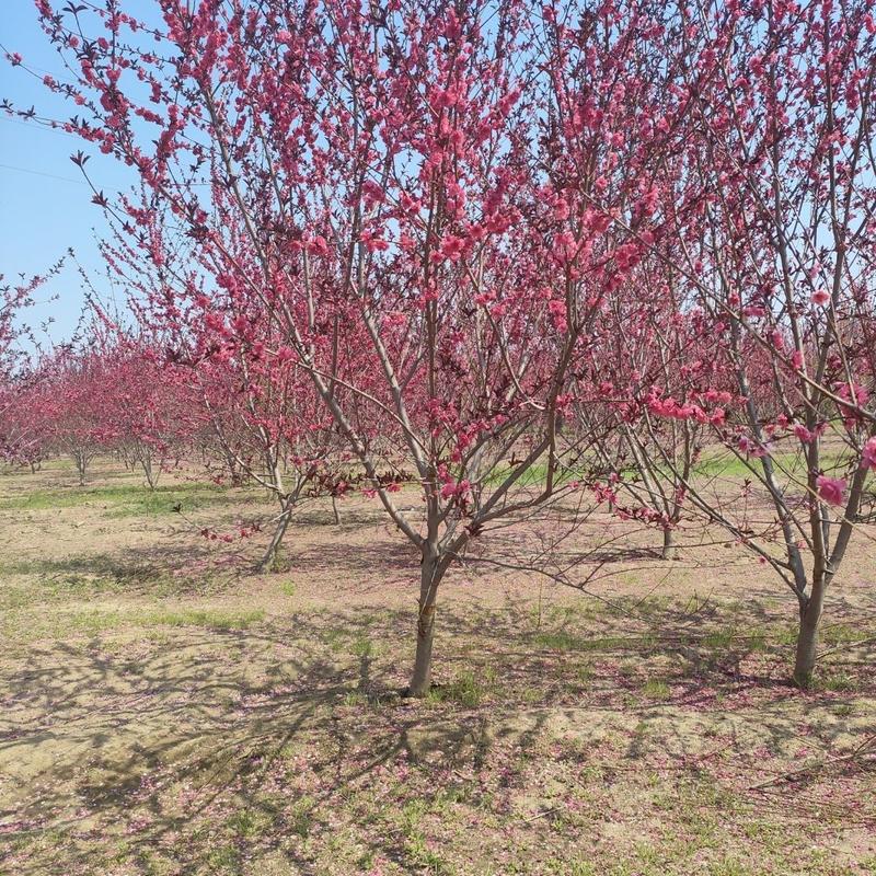 碧桃树，紫叶碧桃红叶碧桃2-15公分规格多