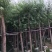 柳树5～10公分