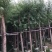 柳树5～10公分